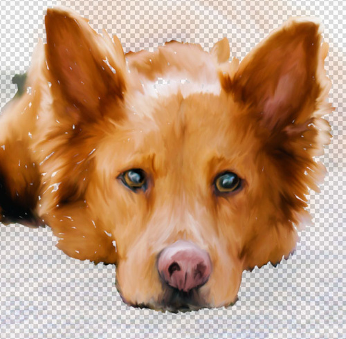 PS教程：Photoshop创建手绘宠物肖像照